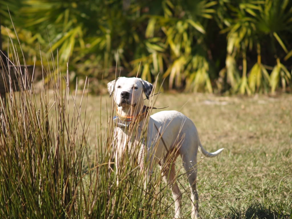 Florida Cracker Cur – Dog Breed Guide