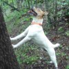 American hunting dog breed Treeing Feist hunting squirrel