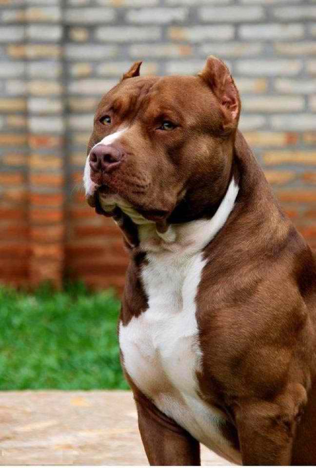 American Pit Bull Terrier- Dog Breed Guide