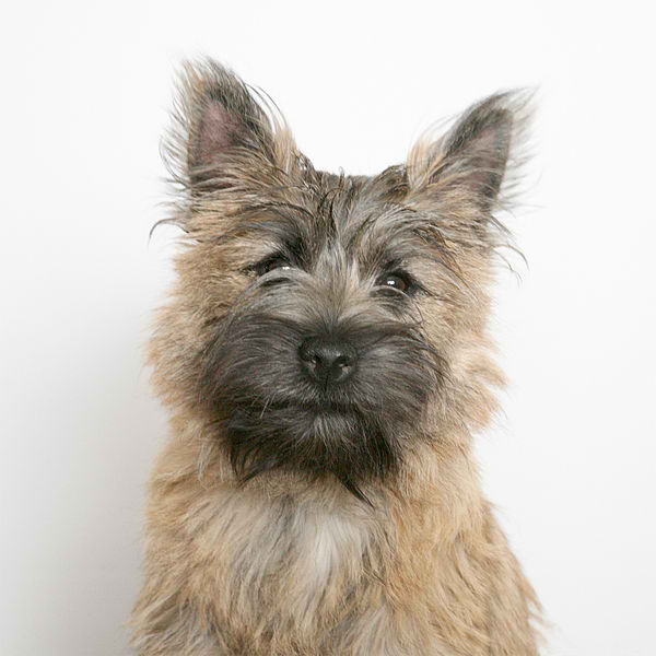 Cairn Terrier – Dog Breed Guide