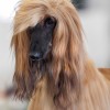 2011 AKC dog show featured an afghan hound dog