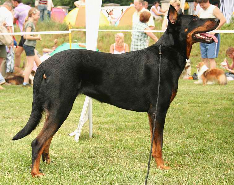Beauceron – Dog Breed Guide