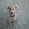 Rare Dog Breeds Bhagyari Kutta Puppy