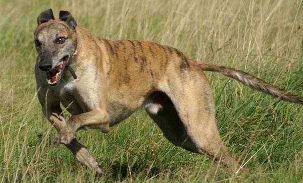 Banjara Greyhound – Dog Breeds Guide