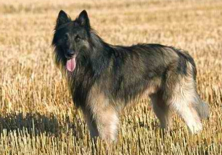 Berger du Languedoc – Dog Breed Guide