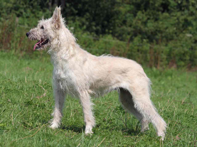 Bouvier de Ardennes – Dog Breed Guide