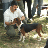 Photo of a Trobojac dog while being presented to the public