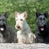 Gray Scottish Terrier Cream Scottish Terrier Black Scottish Terrier