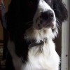 Border Collie white and black coat picture