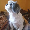 side photo of a Shih Tzu dog