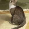 Brazilian Shorthair Cat