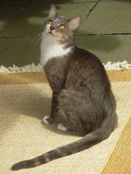 Brazilian Shorthair Cat – Cat Breed Guide