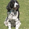 Black and white with particolor English Springer Spaniel