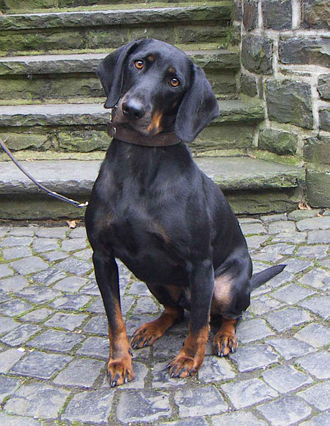 Austrian Smooth-Haired Hound – Dog Breed Guide