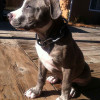 Blue American Pitbull Terrier puppy taking some sun