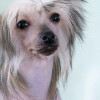 Hairless Chinese Crested Dog profile shot