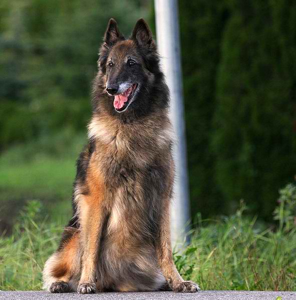 Belgian Shepherd Tervuren – Dog Breeds Guide