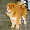Chow Chow dog breed at a dog show