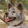 Picture of a brindled Akita dog