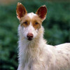 frontal picture of a wirehaired Ibizan hound dog