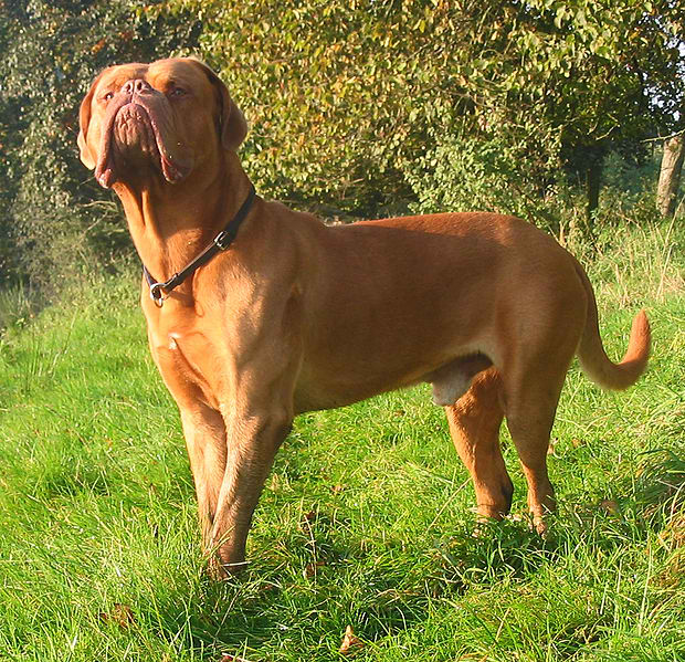 Dogue de Bordeaux – Dog Breed Guide