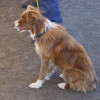 red coated border collie most popular dog breeds