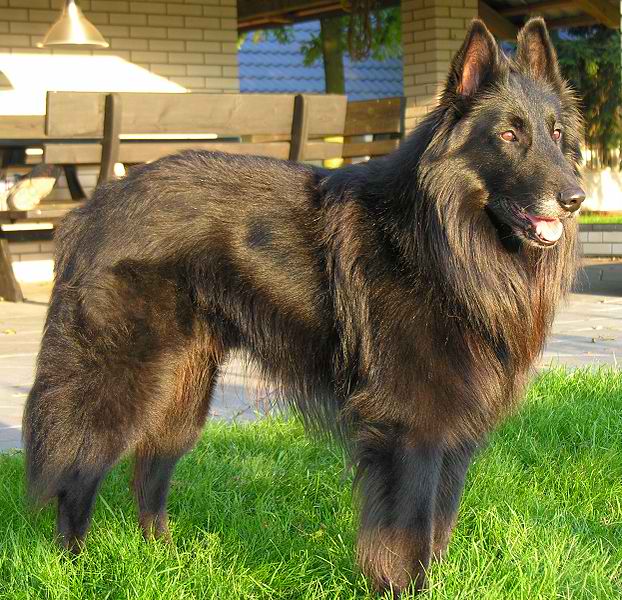 Belgian Shepherd Groenendael – Dog Breed Guide