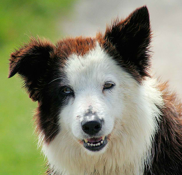 Border Collie – Dog Breed Guide