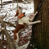 Picture of NKC male treeing feist champion