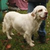 Clumber Spaniel during show of dogs in Rybnik - Kamień, Poland