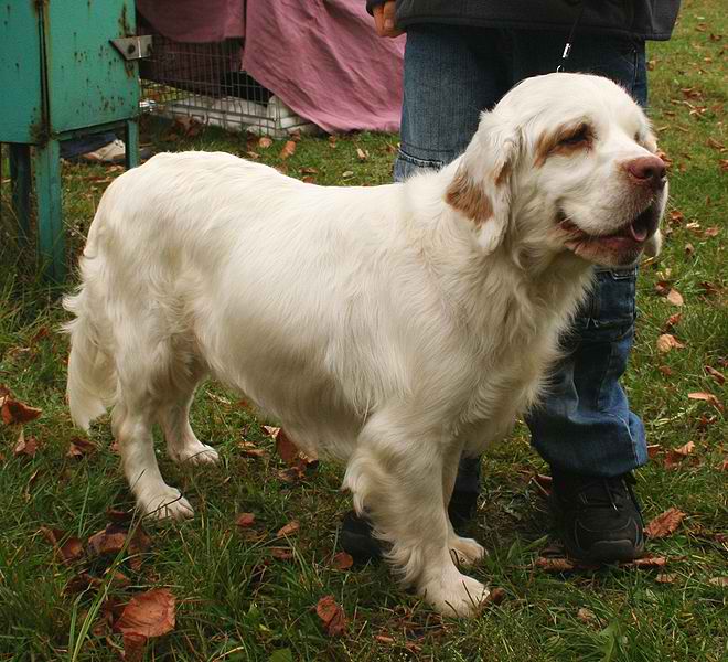 Clumber Spaniel – Dog Breed Guide