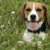 Beagle portrait smiling dog photo