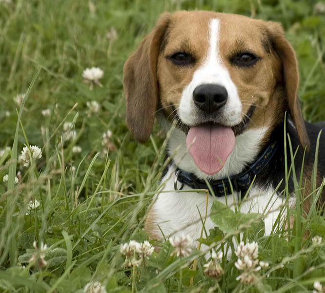 Beagle – Dog Breed Guide