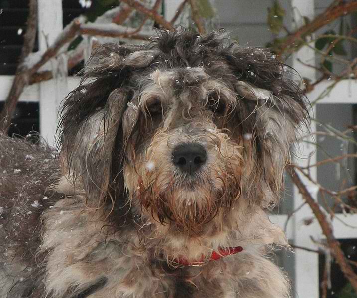 Bergamasco Sheepdog – Dog Breed Guide