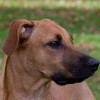 Top Cur Dogs - Blackmouth Cur dog breed