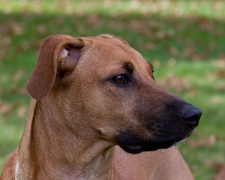 Black Mouth Cur – Dog Breed Guide