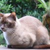Chocolate Burmese cat named "Pipmo Golden Padung"