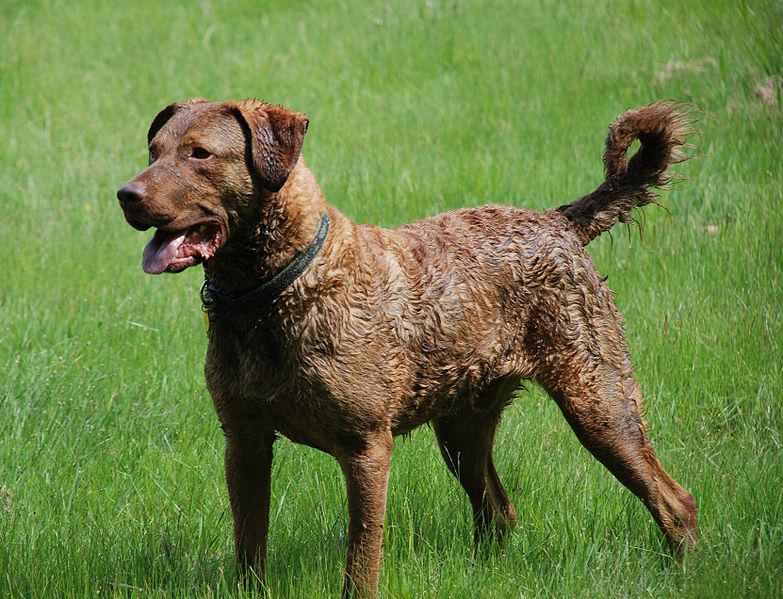 Chesapeake Bay Retriever – Dog Breed Guide