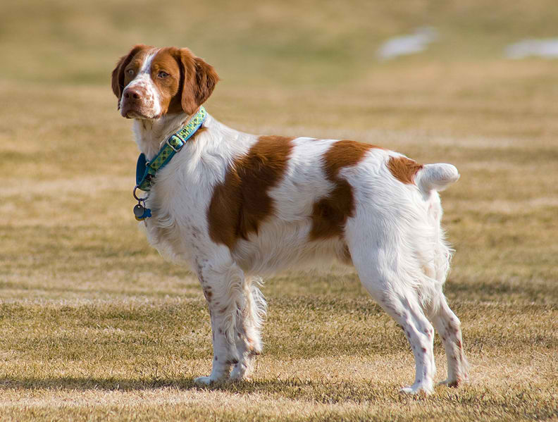 French Brittany Spaniel – Dog Breed Guide