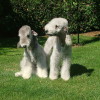 Français : Deux Bedlington Terriers en juillet 2009.