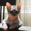 A Silver Egyptian Mau cat named Roxie'