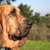 Profile Bloodhound