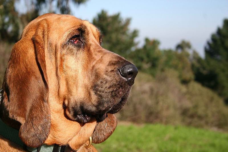 Bloodhound – Dog Breed Guide
