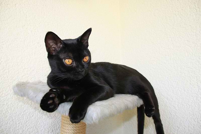 Bombay Cat – Cat Breed Guide