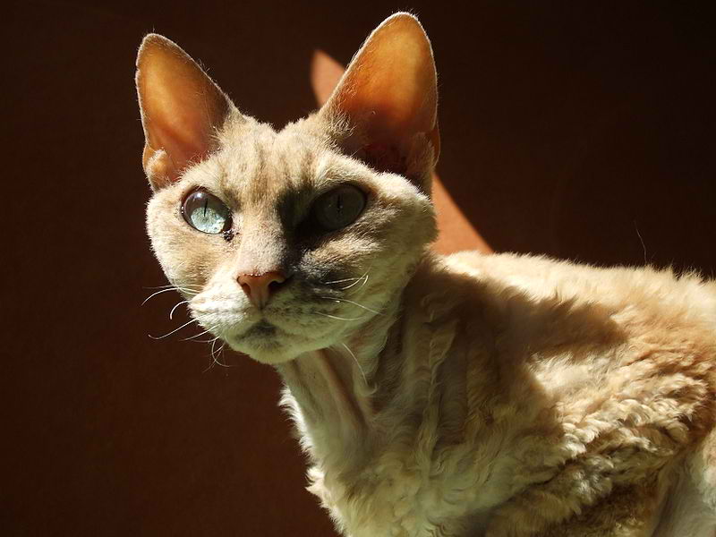 Devon Rex Cat – Cat Breed Guide