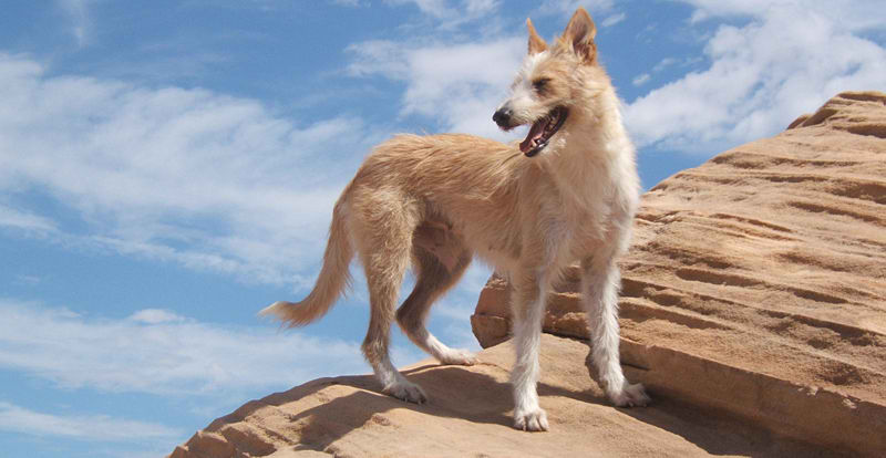 Podengo Portugueso Medio – Dog Breed Guide