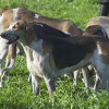 Anglo-French and French Hounds