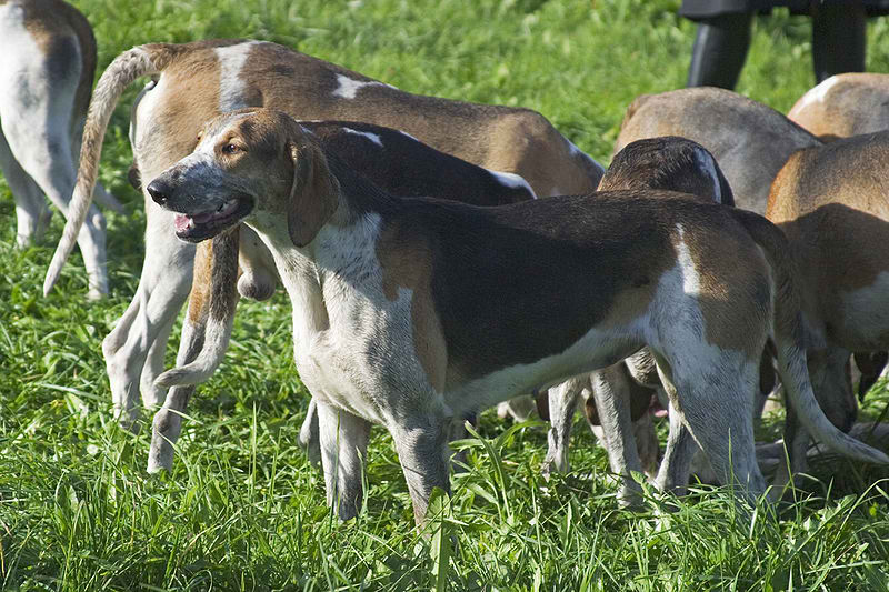 Anglo-French and French Hounds – Dog Breed Guide