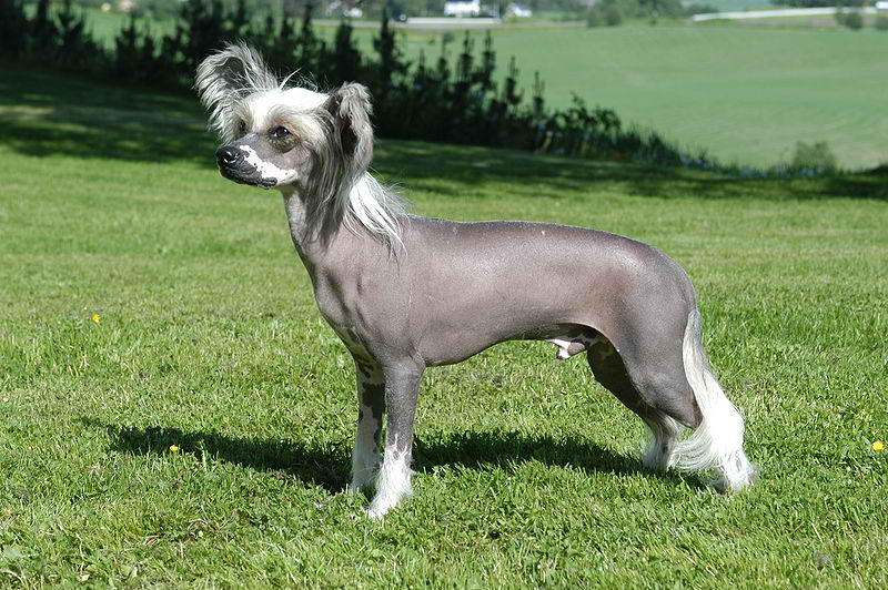 Chinese Crested Dog – Dog Breed Guide