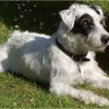 Parson Russell Terrier with white coat and black markings